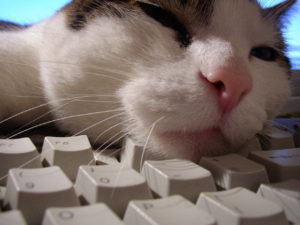 Cat on Keyboard