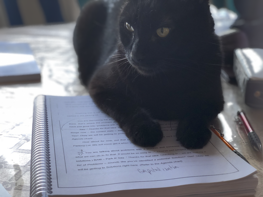 Moko the Editor Cat